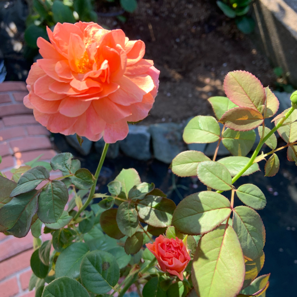 春 ナナと庭の薔薇