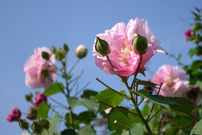 大船フラワーセンターの酔芙蓉(スイフヨウ)_b0145398_22381945.jpg