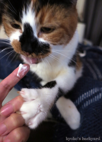 生クリームと隊長_b0253205_15364266.jpg