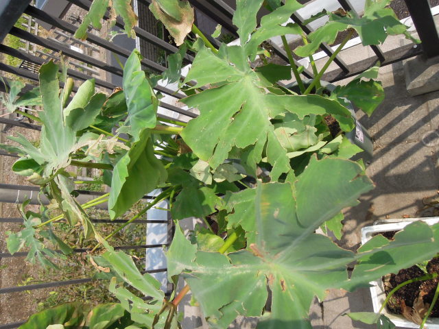 里芋の葉 芳吟の一写一句