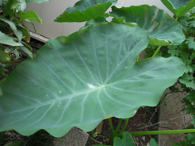 里芋の葉 芳吟の一写一句