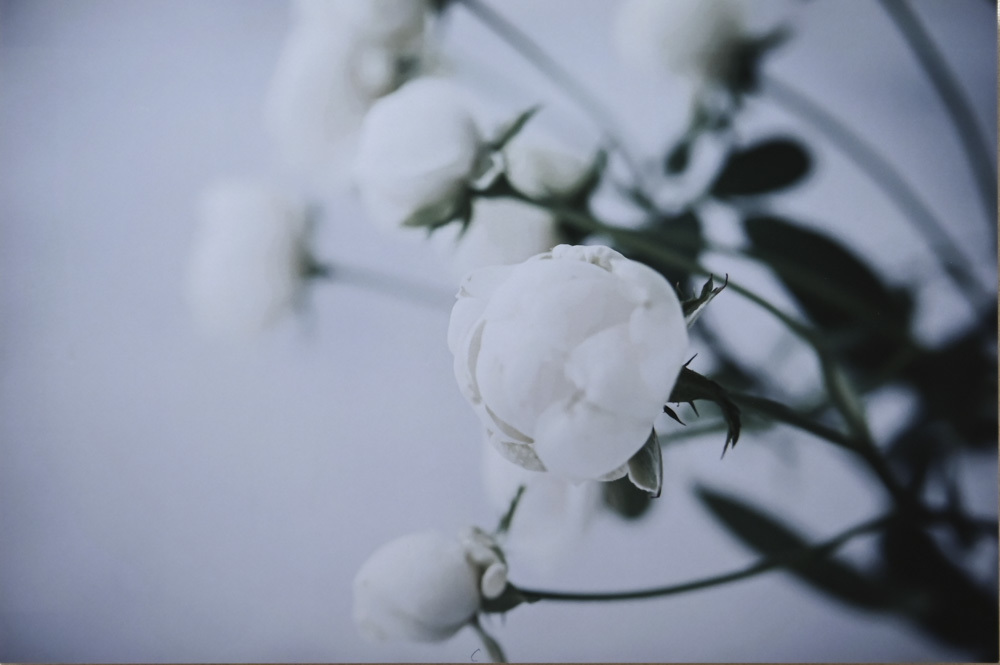 chiehanaさんのお花畑_d0265224_21212801.jpg