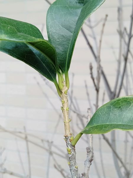 キンモクセイが咲かない おバカなプーたろう
