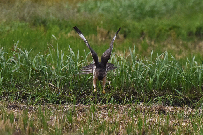 ノスリの幼鳥の猟の訓練？_d0211930_08463547.jpg