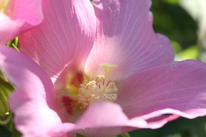 順番待ちの芙蓉 Nuku Nuku