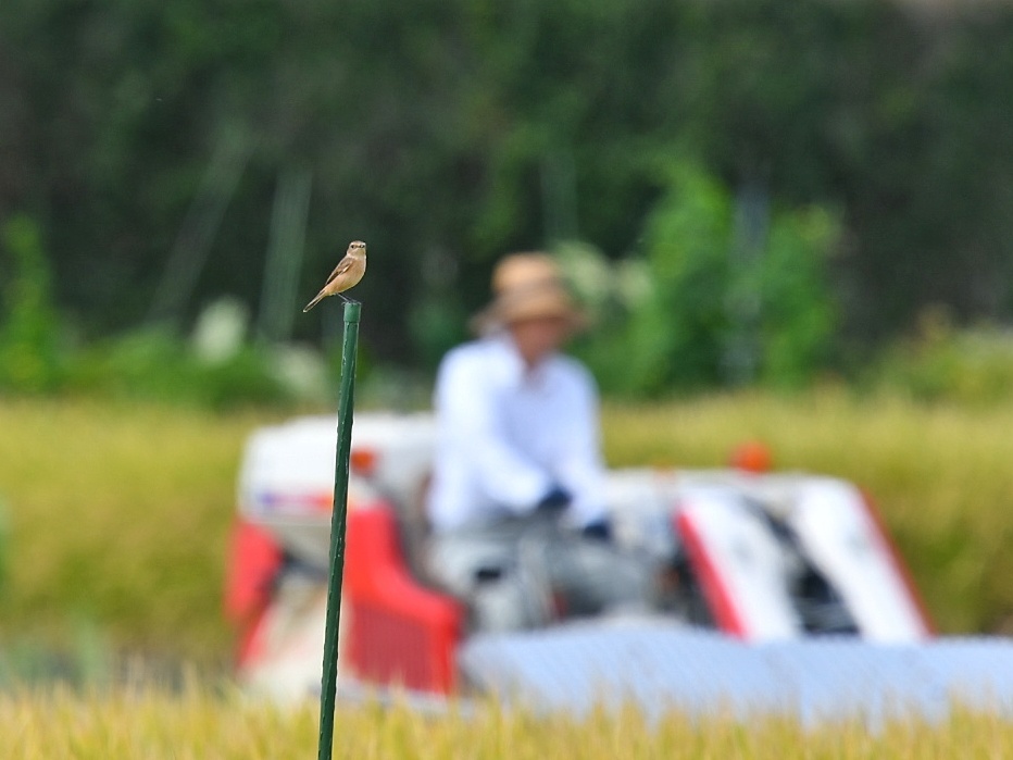 安威川の田んぼ　ノビタキその2_f0340732_14491341.jpg