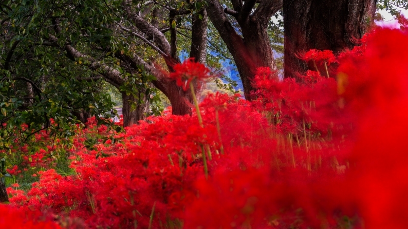 花写　019-0235　彼岸花_d0060435_22031901.jpg