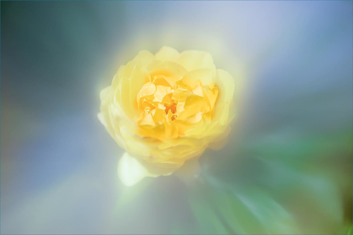黄色いバラ 光 塗人 の デジタル フォト グラフィック アート Digital Photographic Artworks