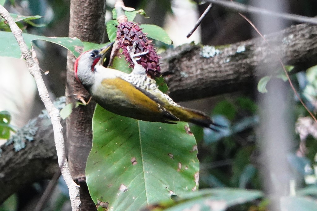 野鳥トレ　181　アオゲラ_b0227552_21135440.jpg