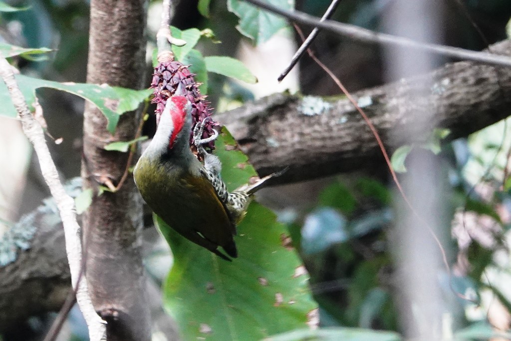 野鳥トレ　181　アオゲラ_b0227552_21140389.jpg