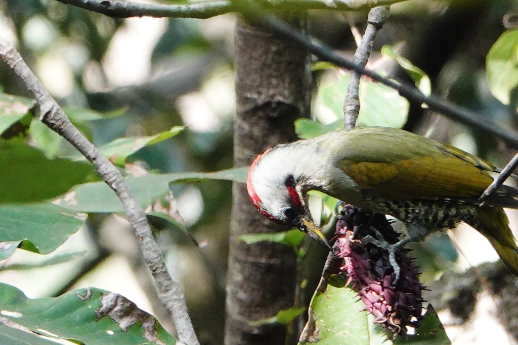 野鳥トレ　181　アオゲラ_b0227552_21150150.jpg