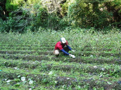 無農薬・無化学肥料で育てる「菊池水源産エゴマ」 令和元年度の『白エゴマ』を収穫しました!_a0254656_18203810.jpg