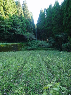 無農薬・無化学肥料で育てる「菊池水源産エゴマ」 令和元年度の『白エゴマ』を収穫しました!_a0254656_18220684.jpg