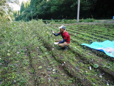 無農薬・無化学肥料で育てる「菊池水源産エゴマ」 令和元年度の『白エゴマ』を収穫しました!_a0254656_18291377.jpg