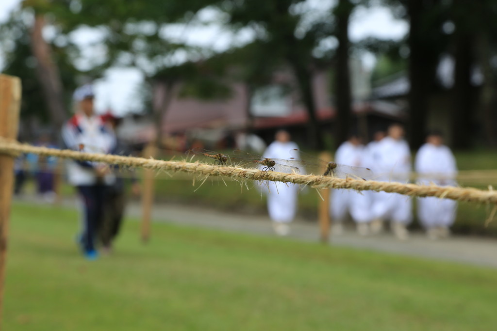 遠野まつり　二日目　遠野南部流鏑馬_c0337257_18471741.jpg