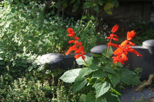 e0181373_21342335.jpg