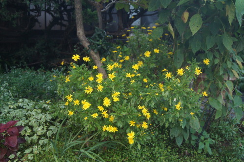 e0181373_21343870.jpg