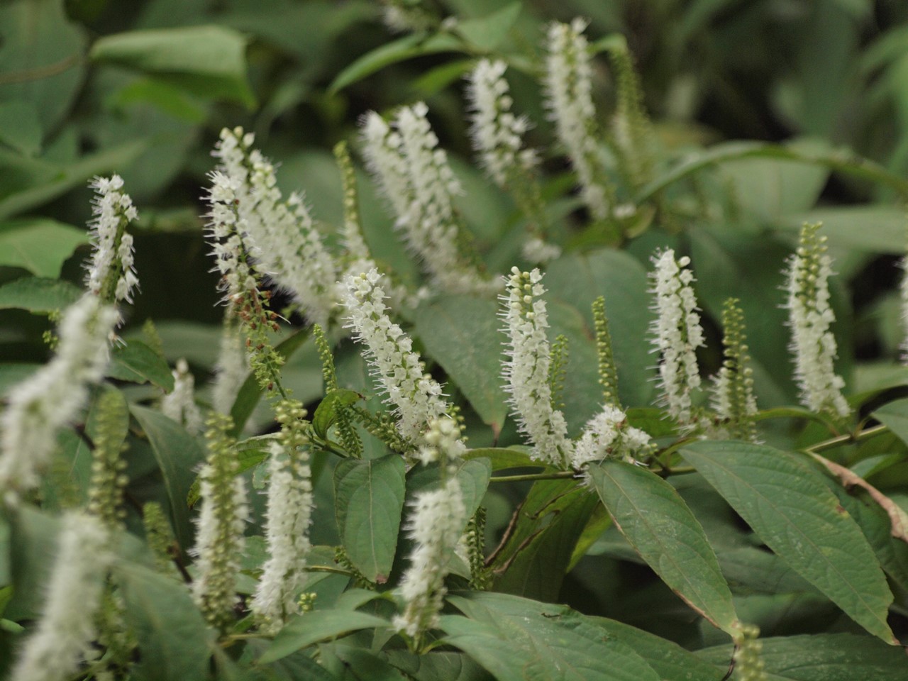霜柱 シモバシラ や黄花秋桐 キバナアキギリ 等の花達 自然風の自然風だより