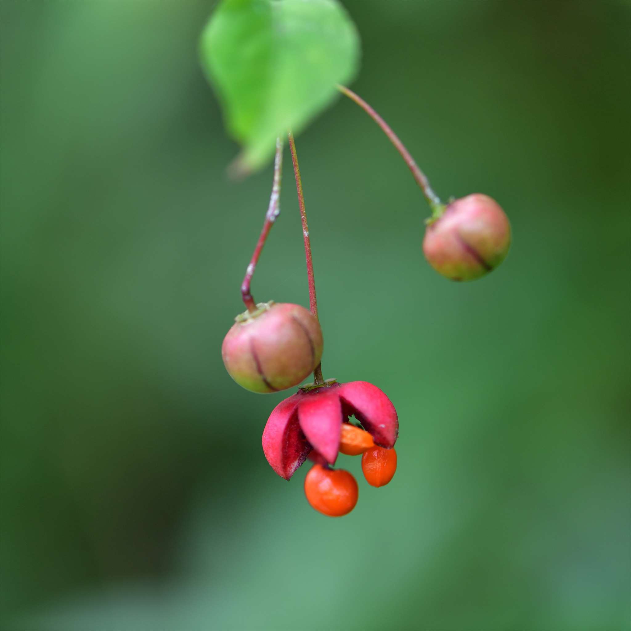 ツリバナの果実 野の花山の花ウォッチング In 奥多摩