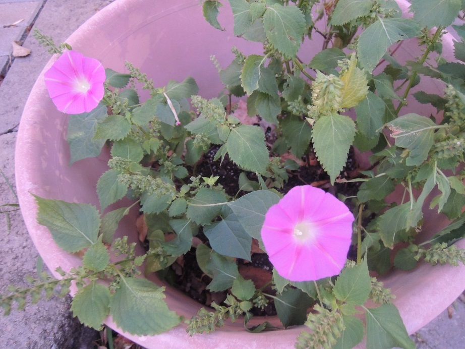 我が家の紫蘇のプランターの中で見つけた野生の朝顔の花 じゃポルスカ楽描帳 我が家の紫蘇のプランターの中で見つけた野生の朝顔の花 じゃポルスカ楽描帳