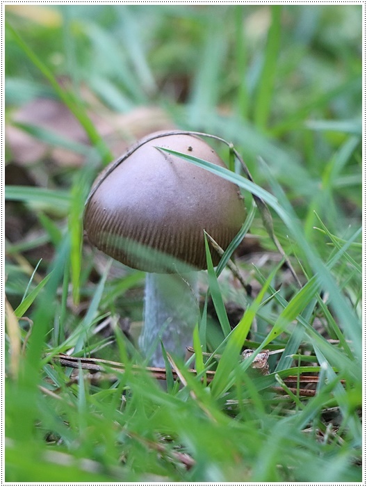 久しぶりに姉を誘って、別府の大きな公園でお散歩、孫ちゃん達も一緒で楽しかったよ～_b0175688_20494551.jpg