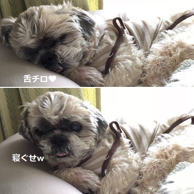 今日の王子とリメイクした掛け時計🕘_f0372998_18511560.jpg