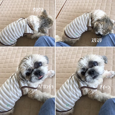 今日の王子とリメイクした掛け時計🕘_f0372998_18525063.jpg