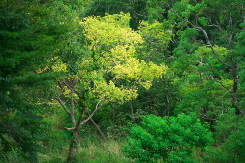 a0263109_19325892.jpg