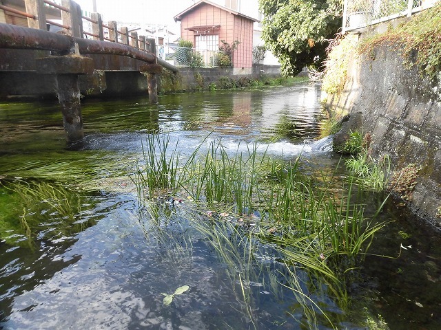 14～15℃の水温が、胴長を通じて気持ちいい！　今年4回目の田宿川の川そうじ_f0141310_07532934.jpg