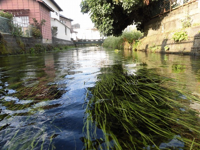 14～15℃の水温が、胴長を通じて気持ちいい！　今年4回目の田宿川の川そうじ_f0141310_07534222.jpg