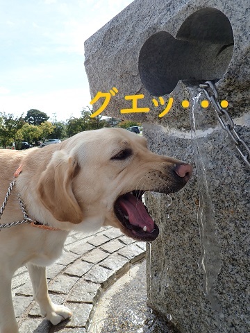 はばげる。_c0182012_10102906.jpg