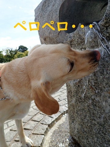 はばげる。_c0182012_10103347.jpg