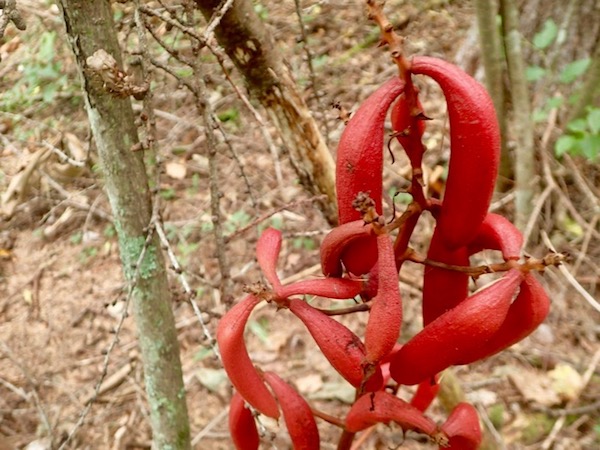 ツチアケビ乾燥品　１０００グラム　土通草 ツチアケビ乾燥品 1000グラム 土通草