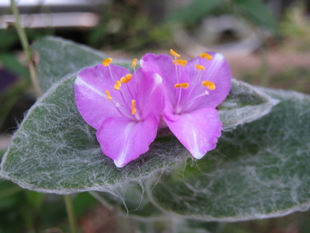 令和元年１０月７日 月 ツユクサ科の花 四季折々 4