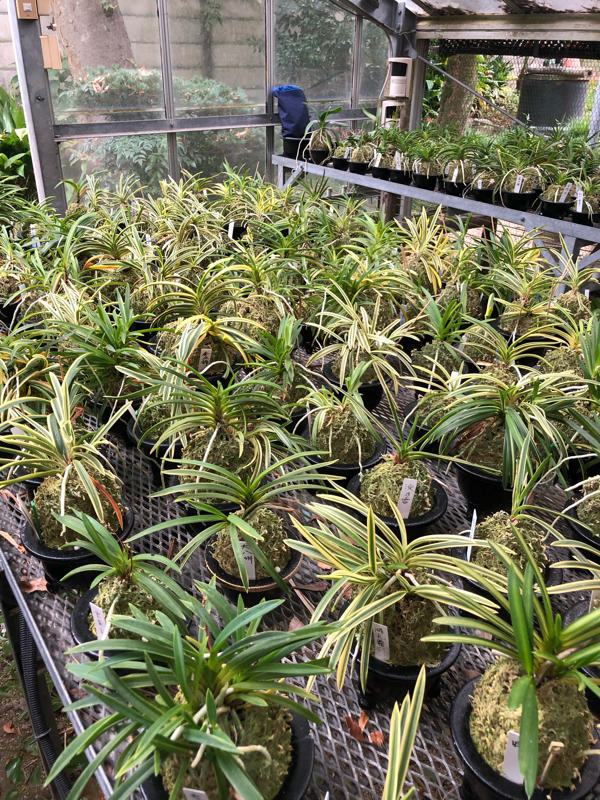 初代会長藤井さん宅に : □ サムライ オーキッド □ 富貴蘭 セレクト