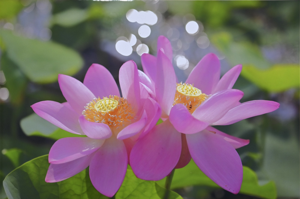 マイ・ライフさんのお花畑_d0265224_19185815.jpg