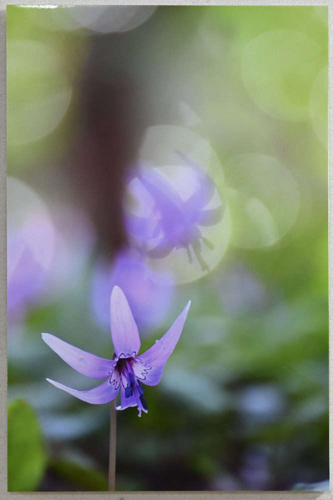 マイ・ライフさんのお花畑_d0265224_19185824.jpg