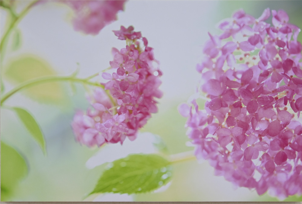 マイ・ライフさんのお花畑_d0265224_19185828.jpg