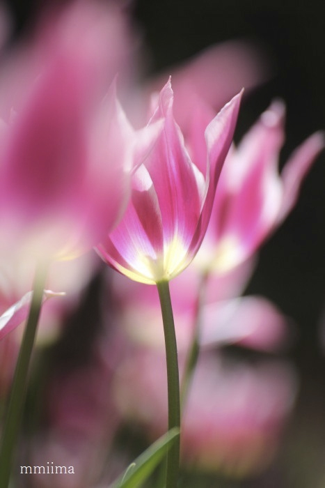 マイ・ライフさんのお花畑_d0265224_19185835.jpg
