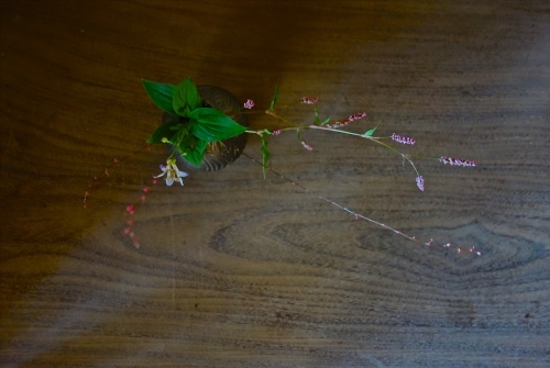 秋草を楽しむ 2_a0197730_02513904.jpg