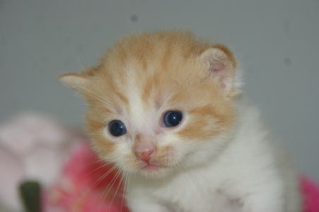 子猫激安 2万円 スコティッシュフォールド 宮城県 宮城 仙台ペットショップ鈴花 子猫激安 2万円 スコティッシュフォールド 宮城県 宮城 仙台ペットショップ鈴花