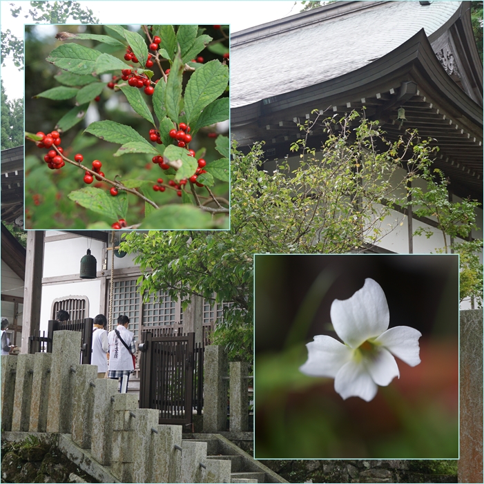 初秋の由布岳・九重・英彦山の三日間・・三日目（英彦山花散策）。_f0016066_14284424.jpg