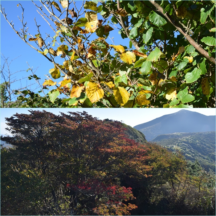 初秋の由布岳・九重・英彦山の三日間・・二日目（星生山、みそこぶし山登山）。_f0016066_894068.jpg