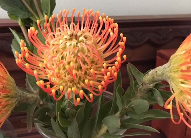 OC Wholesale Flowers の花に圧倒される_e0350971_08070324.jpg