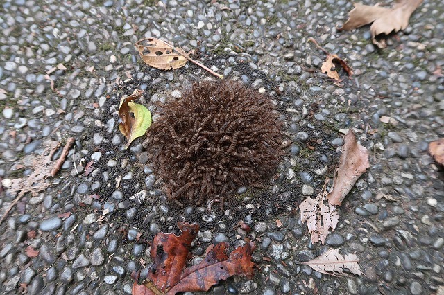 ケバエの幼虫 19 10 7 舞岡公園の自然2 ケバエの幼虫 19 10 7 舞岡公園の自然2