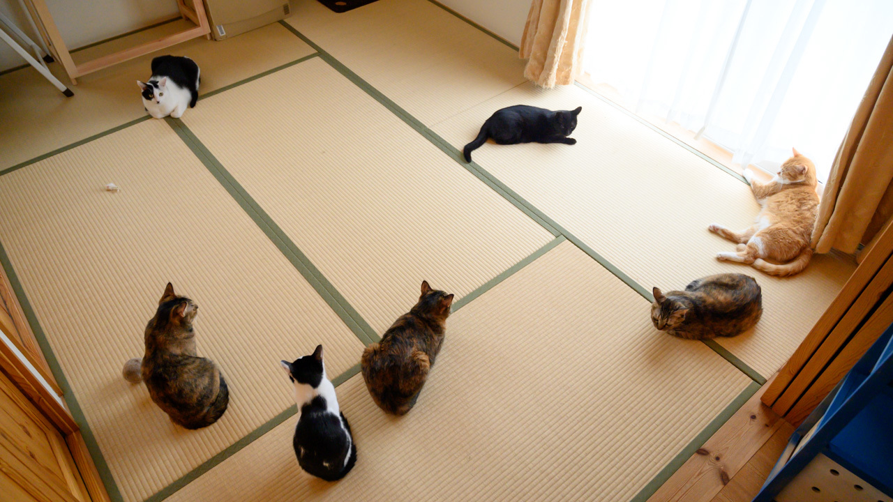 猫集会が２回 猫と夕焼け