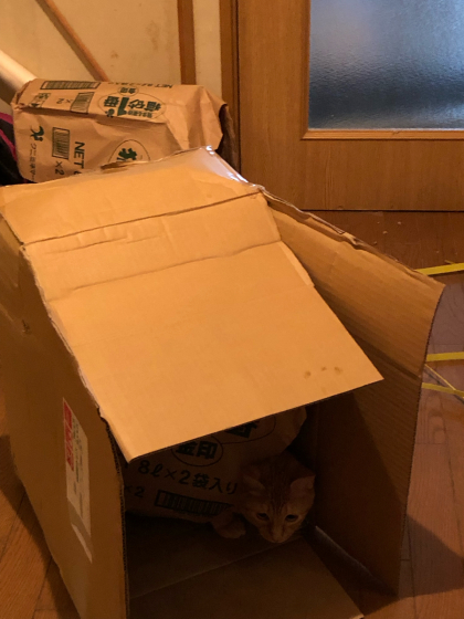 猫砂を片付け終わるまでの遠いみちのり_e0355177_08322084.jpg
