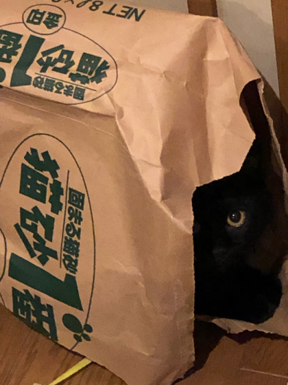 猫砂を片付け終わるまでの遠いみちのり_e0355177_08343495.jpg
