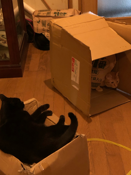 猫砂を片付け終わるまでの遠いみちのり_e0355177_08344027.jpg
