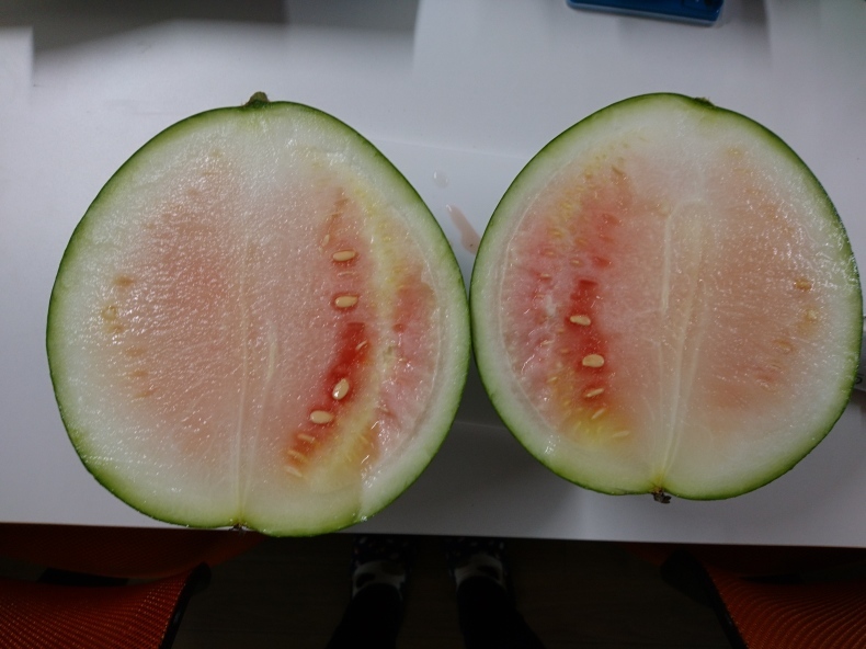 サカタのスイカ_c0126281_09143314.jpg